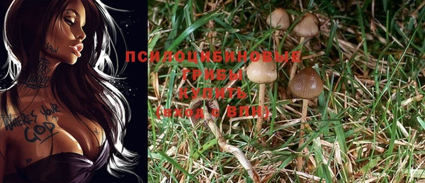 PSILOCYBIN Алзамай